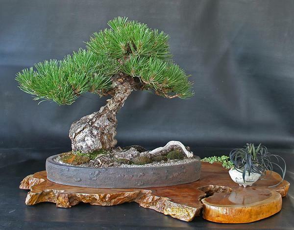 Bonsai pohon pinus dapat dihiasi dengan kayu apung dan rumput hijau dekoratif