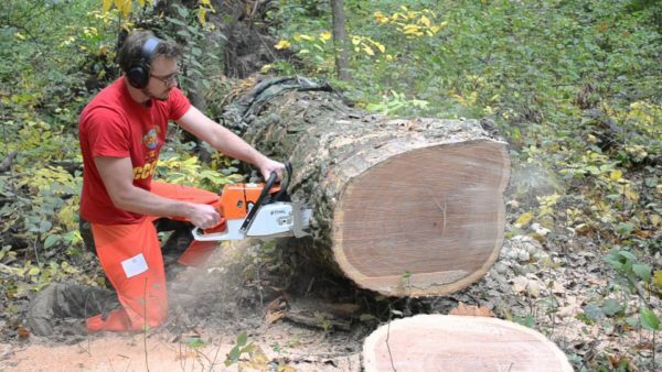 Stihl MS 660 è abbastanza potente da passare facilmente attraverso alberi di legno duro tolstostvolnye