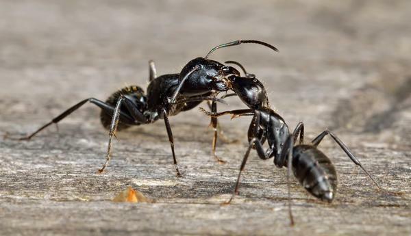 Se uma colônia de formigas vive nas camas, você deve tentar encontrar o útero e removê-lo, após o qual a própria família deixa uma estufa