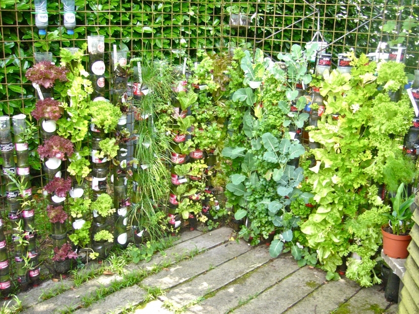 To save a portion of the space can be arranged vertical beds and planted the plants in bottles or tubes