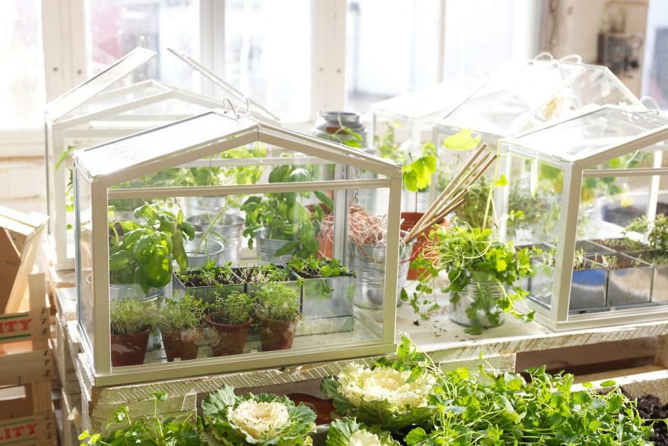 Otthon üvegház: üvegházban palánták a lakásban kezével növények és fotók az év minden napján, féle színben