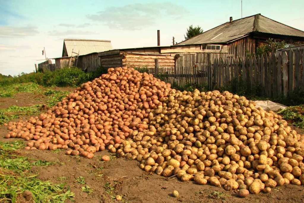 Two piles of potatoes in front of the house