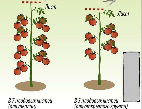 Choose a method of forming a shrub tomato should be depending on the variety