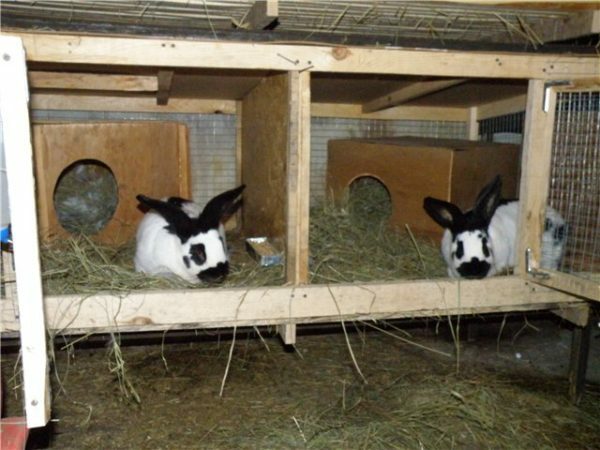 En la cría de animales están durmiendo compartimento, y en la alimentación Criado al aire libre.