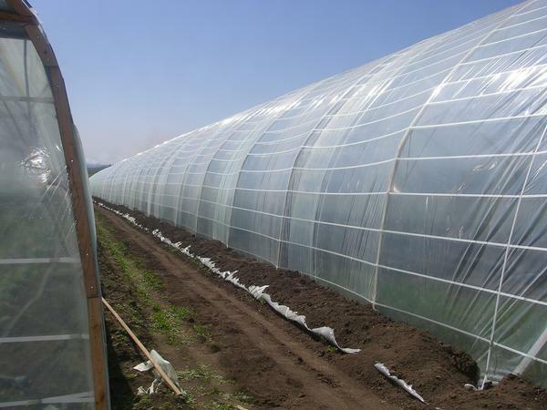 After stretching the film on the greenhouse, it should be sprinkled with earth