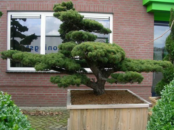 If a dwarf copy of a pine can not be grown, the tree can be moved to a garden