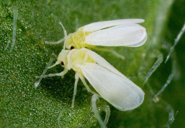 Whitefly dei pomodori da serra danneggia le piante di crescita e la fruttificazione