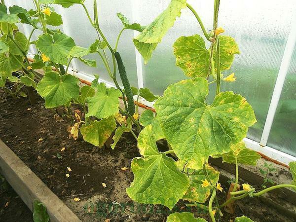 Pepinos en el invernadero pueden secarse debido a diversas plagas y enfermedades