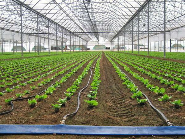Drip irrigation systems are also used in industrial greenhouses