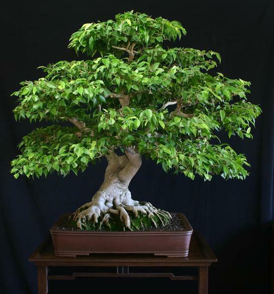 Each style is provided by nature. Therefore, each tree in miniature completely repeats the form and form of the original