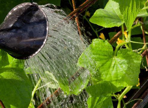 Watering cucumbers affects their yield