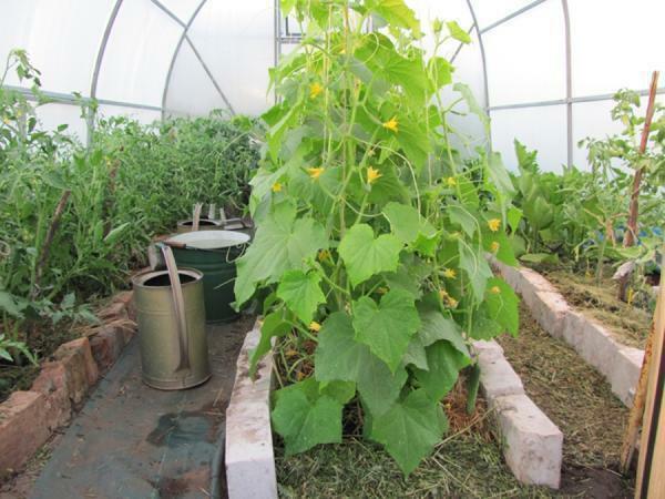 Wählen Sie Pflanzen für den wachsenden Bedarf an einer gemeinsamen Klimabedingungen im Gewächshaus