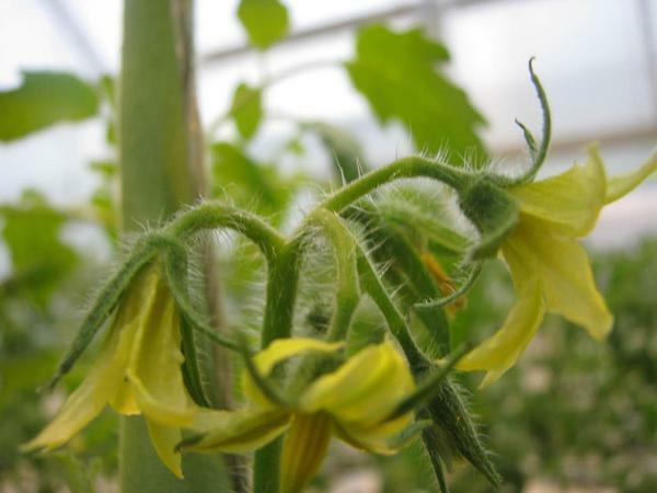 Cucumbers in the greenhouse are recommended to be fed and mulched on a regular basis, so they will be well tied