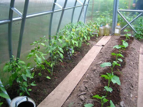 Efter landing peber kimplanter i drivhuset skal være lidt udvandet