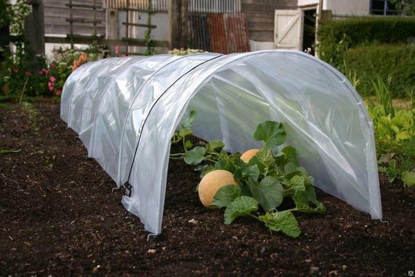 För att odla grönsaker passar de mest enkla i utförandet av växthus