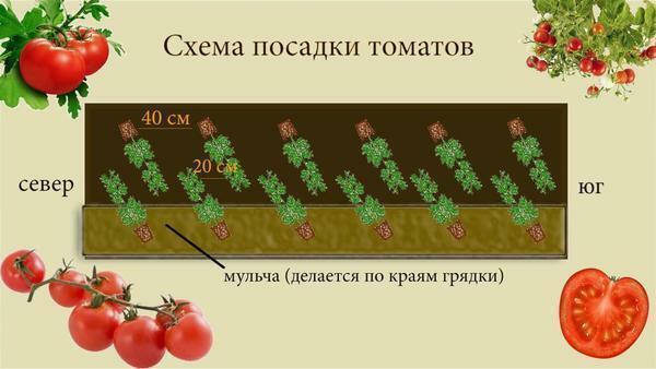 The scheme of planting tomatoes