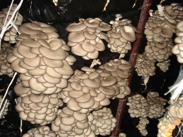 Crescere funghi ostrica in serra - un fenomeno abbastanza comune nel paese