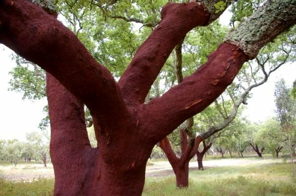 Na fotografii korkové stromy, ktoré žijú normálne a rozvíjať kôry