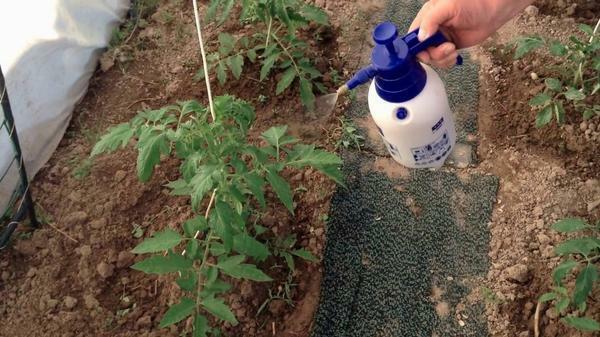 Gana populiarus tarp sodininkų populiarūs metodai atsikratyti pabaigoje amaras pomidorai