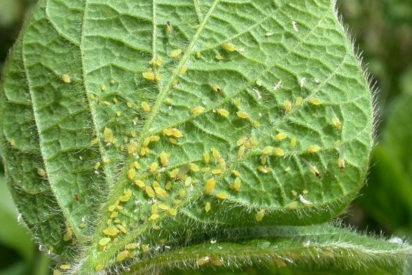 Gli afidi possono danneggiare dei cetrioli del raccolto o addirittura distruggerla