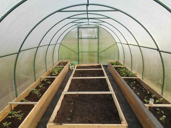 Separately organized beds can be fed with suitable fertilizers for this plant