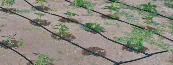 Naprava za kapljično namakanje v rastlinjakih lahko zgradili z lastnimi rokami