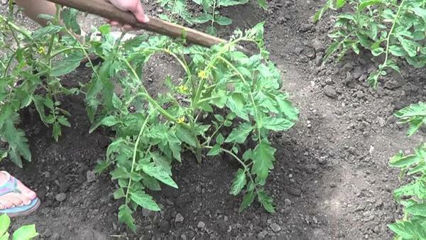 The hilling of tomato bushes helps to strengthen the root system of the plant
