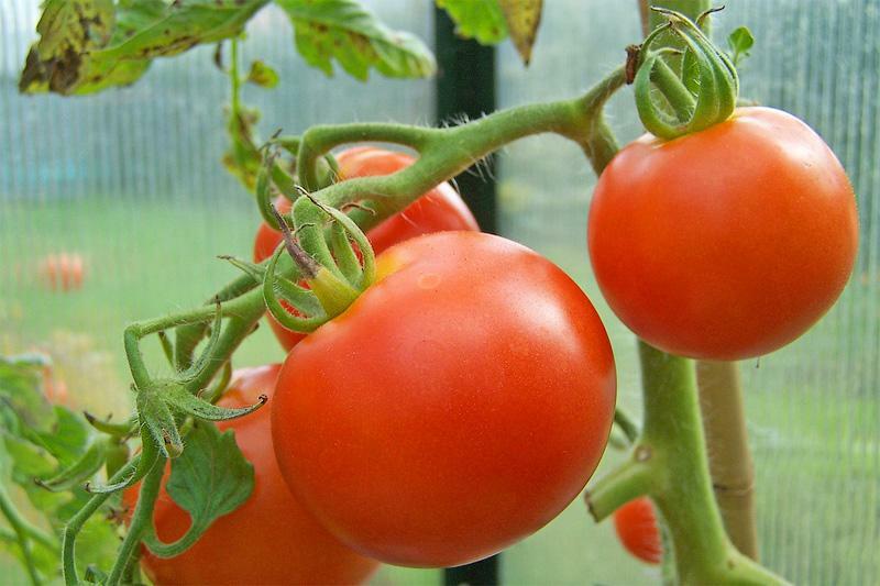 In greenhouse conditions, it is possible to accelerate the maturation of a tomato