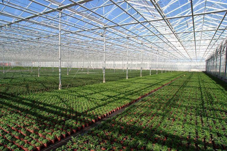 Greenhouse farms - profitable business for today