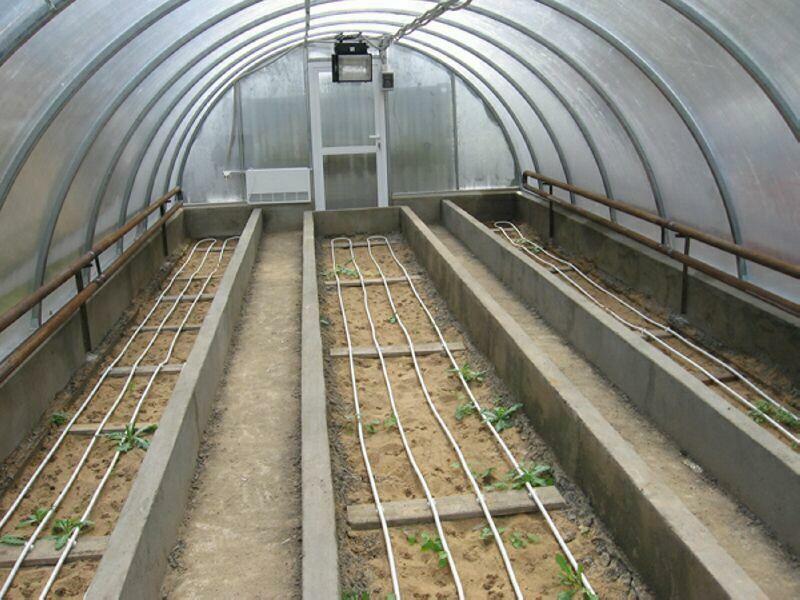 Musim dingin rumah kaca akan memungkinkan untuk menanam sayuran sepanjang tahun