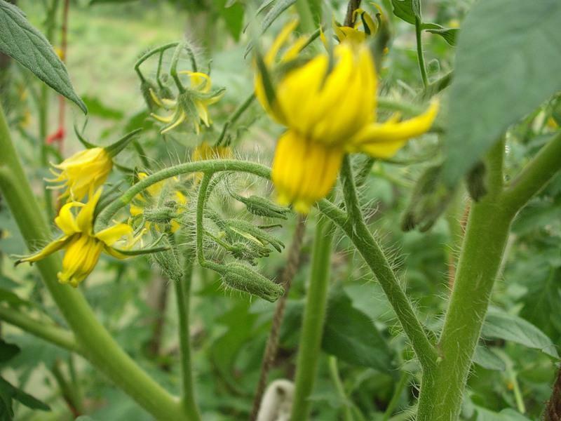 Do not tie tomatoes in the greenhouse: why there is no or little ovary, what to do with tomatoes, ovary drops, bloom badly