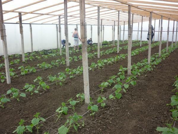 Para plantar pepinos en un invernadero puede ser en abril