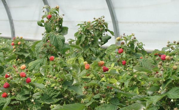 Di rumah kaca Anda dapat tumbuh apapun raspberry