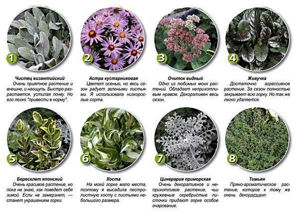 Examples of plants for different portions rock garden