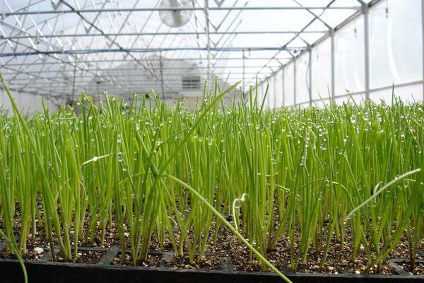 Planting garlic in a greenhouse in winter, do not forget about the proper care of it