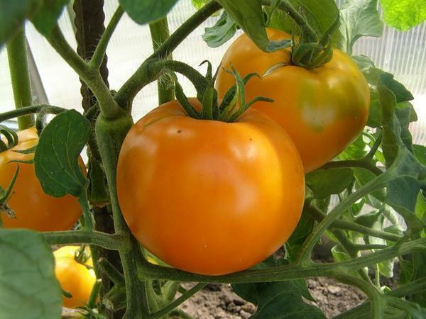 Gele tomaten zijn rijk aan veel nuttige sporenelementen en vitaminen