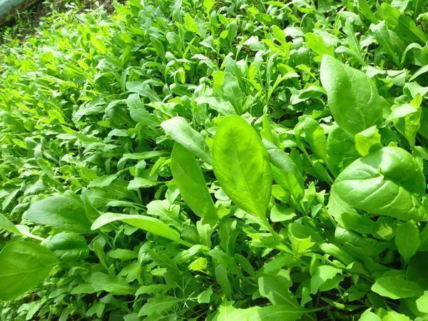 It is quite easy to grow arugula, because it does not require special care