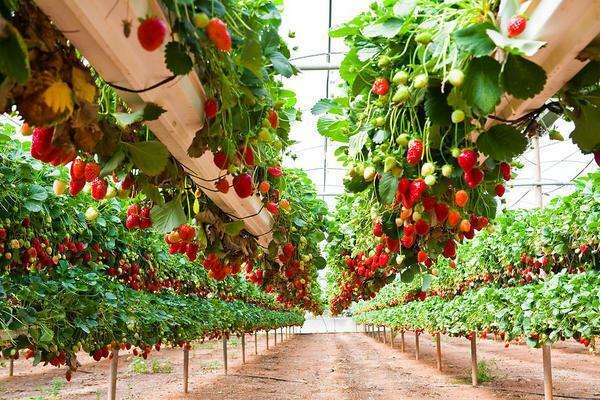 At vokse jordbær hele året rundt, skal du korrekt bygge et drivhus