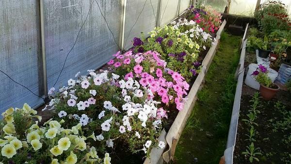 Ja neesat ieinteresēti dārzeņu audzēšanas, var pārveidot par siltumnīcas ziedu siltumnīcā