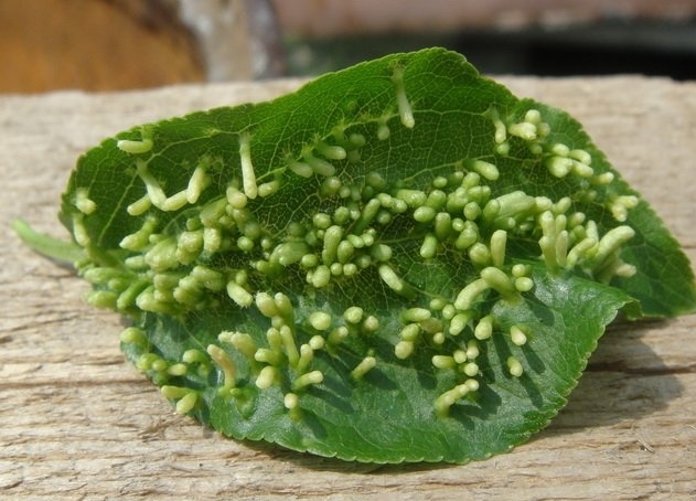 Gall mite plum leaf
