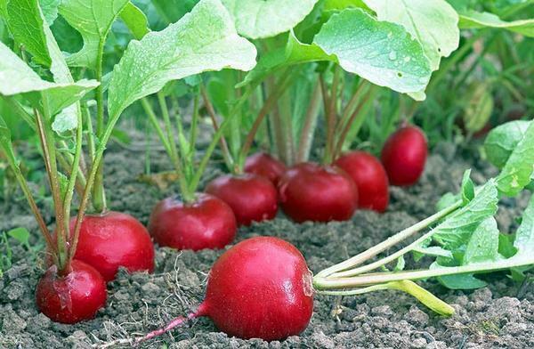 Early radish grades ripen in a month