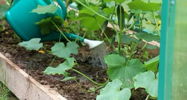 Irrigazione è molto necessario per un ricco raccolto di cetrioli