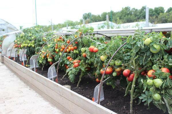Any low-growing variety of tomatoes should be planted in a well-prepared soil