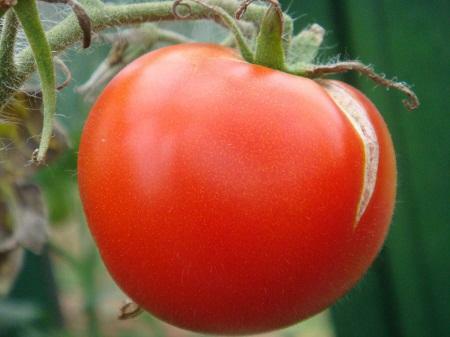 Si los tomates para el cuidado mal o que estén maduros, la fruta se agrieta