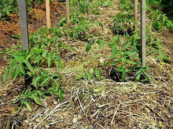 Mulčovanie paradajky v skleníku: paradajky, ako kompost, kompost noviny, video