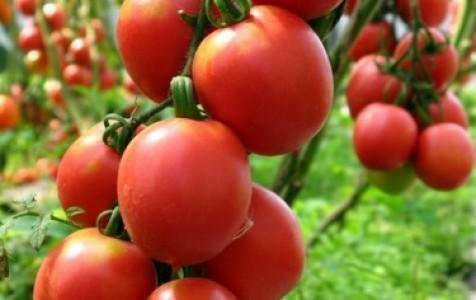 Paradižnik De Barão Red - eden od najboljših sort za gojenje v rastlinjaku