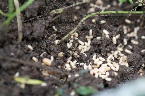 Semut dapat merusak bibit untuk menanam kutu daun, disiram asam format akar tanaman