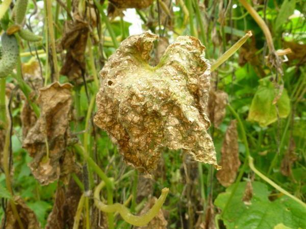 La causa de muchas enfermedades de pepino puede ser infectado por tierra mala