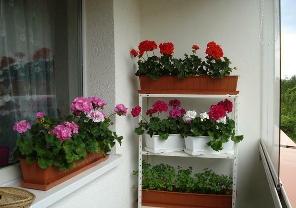 Det bør være glasert på balkongen for å vokse innendørs planter