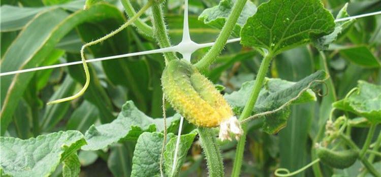The embryos of cucumbers in the greenhouse turn yellow: why and what to do
